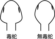 頭の形状