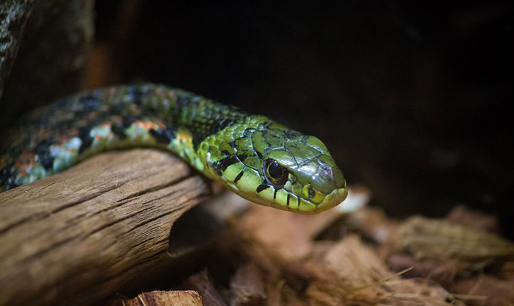 山の危険生物 蛇 ヘビ の対処法 ブログ ゆめあるサブスリープロジェクト