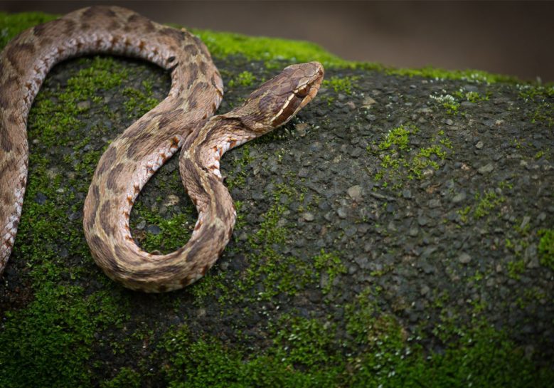 山の危険生物 蛇 ヘビ の対処法 ブログ ゆめあるサブスリープロジェクト