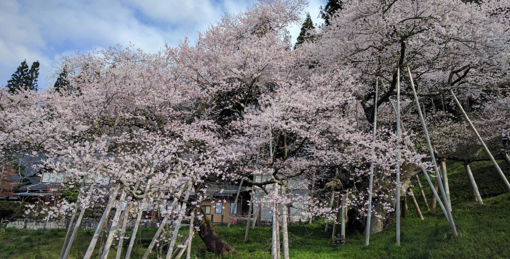 臥龍桜