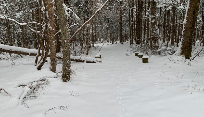 雪道