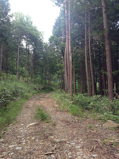 登山道