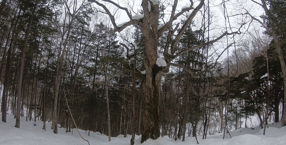 下りの立派な巨木